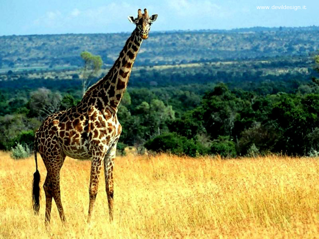 Giraffa1 copia